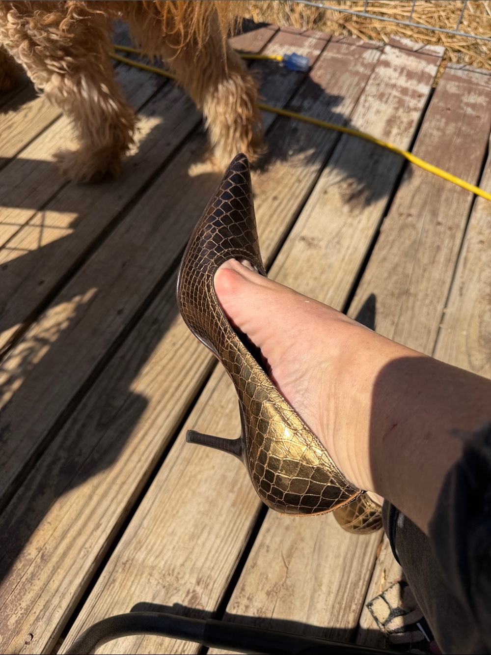 Donald J. Pliner Metallic Gold Brown Snakeskin Pointed-Toe Stiletto Pump